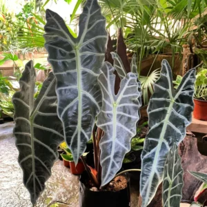 Alocasia Live Plant 2 Feet Tall No Pot, House Plant, Live House Indoor Plant