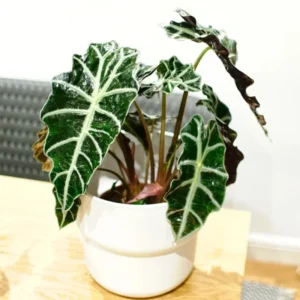 Alocasia Live Plant 2 Feet Tall No Pot, House Plant, Live House Indoor Plant