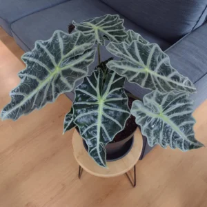 Alocasia Live Plant 2 Feet Tall No Pot, House Plant, Live House Indoor Plant