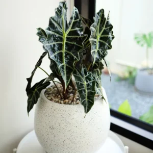 Alocasia Live Plant 2 Feet Tall No Pot, House Plant, Live House Indoor Plant