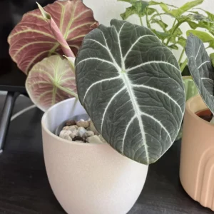 Alocasia, Alocasia Black Velvet Live Plant 4 Inches No Pot, Black Alocasia Live Plant, Live Houseplants