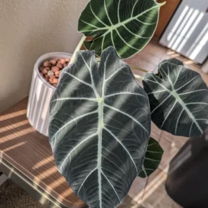 Alocasia, Alocasia Black Velvet Live Plant 4 Inches No Pot, Black Alocasia Live Plant, Live Houseplants