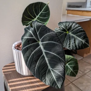 Alocasia, Alocasia Black Velvet Live Plant 4 Inches No Pot, Black Alocasia Live Plant, Live Houseplants