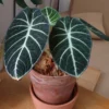Alocasia, Alocasia Black Velvet Live Plant 4 Inches No Pot, Black Alocasia Live Plant, Live Houseplants