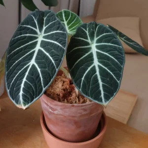 Alocasia, Alocasia Black Velvet Live Plant 4 Inches No Pot, Black Alocasia Live Plant, Live Houseplants