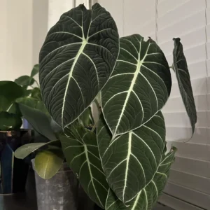 Alocasia, Alocasia Black Velvet Live Plant 4 Inches No Pot, Black Alocasia Live Plant, Live Houseplants