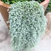 Dichondra Plant, Silver Dichondra Plant, Vine Plant Live 6 To 8 Inches Height 3 Inches Pot, Dichondra Vining Plant Live