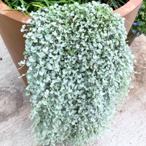 Dichondra Plant, Silver Dichondra Plant, Vine Plant Live 6 To 8 Inches Height 3 Inches Pot, Dichondra Vining Plant Live