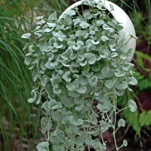 Dichondra Plant, Silver Dichondra Plant, Vine Plant Live 6 To 8 Inches Height 3 Inches Pot, Dichondra Vining Plant Live
