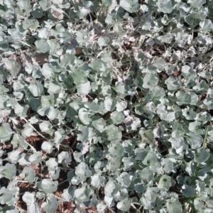 Dichondra Plant, Silver Dichondra Plant, Vine Plant Live 6 To 8 Inches Height 3 Inches Pot, Dichondra Vining Plant Live