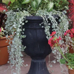 Dichondra Plant, Silver Dichondra Plant, Vine Plant Live 6 To 8 Inches Height 3 Inches Pot, Dichondra Vining Plant Live