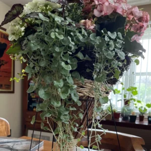 Dichondra Plant, Silver Dichondra Plant, Vine Plant Live 6 To 8 Inches Height 3 Inches Pot, Dichondra Vining Plant Live