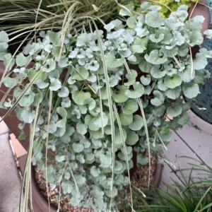 Dichondra Plant, Silver Dichondra Plant, Vine Plant Live 6 To 8 Inches Height 3 Inches Pot, Dichondra Vining Plant Live