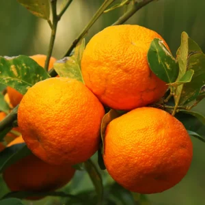 Tangerine Tree, Live Grafted Ponkan Mandarin Tangerine Tree From 2 To 3 Feet Tall In 1 Gallon Pot