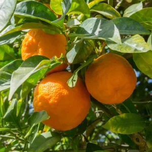 Tangerine Tree, Live Grafted Ponkan Mandarin Tangerine Tree From 2 To 3 Feet Tall In 1 Gallon Pot