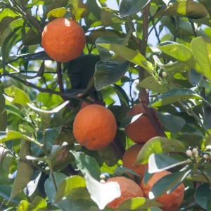Tangerine Tree, Live Grafted Ponkan Mandarin Tangerine Tree From 2 To 3 Feet Tall In 1 Gallon Pot