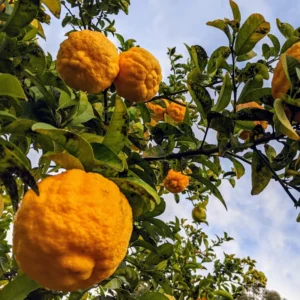 Tangerine Tree, Live Grafted Ponkan Mandarin Tangerine Tree From 2 To 3 Feet Tall In 1 Gallon Pot