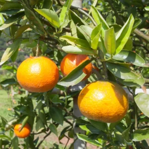 Tangerine Tree Live Plant, Murcott Tangerine Tree, Fruit Tree 1 Gallon Pot, 2 To 3 Feet Height