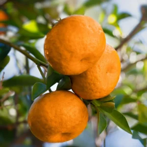 Tangerine Tree Live Plant, Murcott Tangerine Tree, Fruit Tree 1 Gallon Pot, 2 To 3 Feet Height