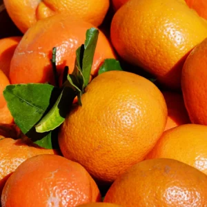 Tangerine Tree Live Plant, Murcott Tangerine Tree, Fruit Tree 1 Gallon Pot, 2 To 3 Feet Height