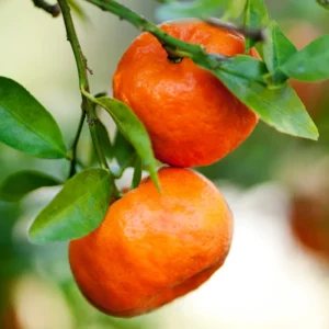Tangerine Tree Live Plant, Murcott Tangerine Tree, Fruit Tree 1 Gallon Pot, 2 To 3 Feet Height