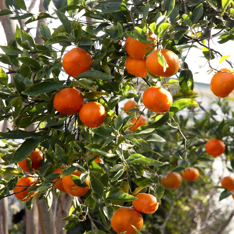 Tangerine Tree Live Plant, Murcott Tangerine Tree, Fruit Tree 1 Gallon Pot, 2 To 3 Feet Height