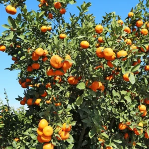 Tangerine Tree Live Plant, Murcott Tangerine Tree, Fruit Tree 1 Gallon Pot, 2 To 3 Feet Height