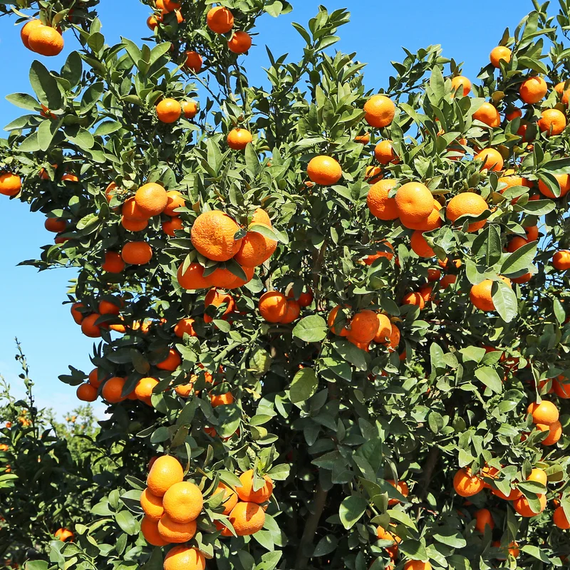 Tangerine Tree Live Plant, Murcott Tangerine Tree, Fruit Tree 1 Gallon Pot, 2 To 3 Feet Height