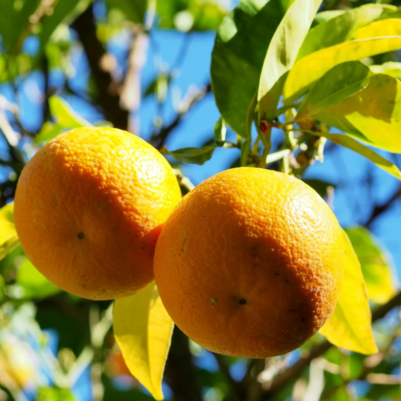 Tangerine Tree Live Plant, Murcott Tangerine Tree, Fruit Tree 1 Gallon Pot, 2 To 3 Feet Height