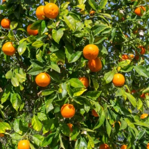 Tangerine Tree Live Plant, Murcott Tangerine Tree, Fruit Tree 1 Gallon Pot, 2 To 3 Feet Height