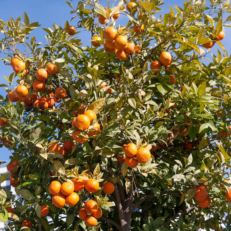 Tangerine Tree Live, Tangerine Plant, Live Sweet Tangerine Tree, Grafted Citrus Tree 2 To 3 Feet Tall, 1 Gallon Potted