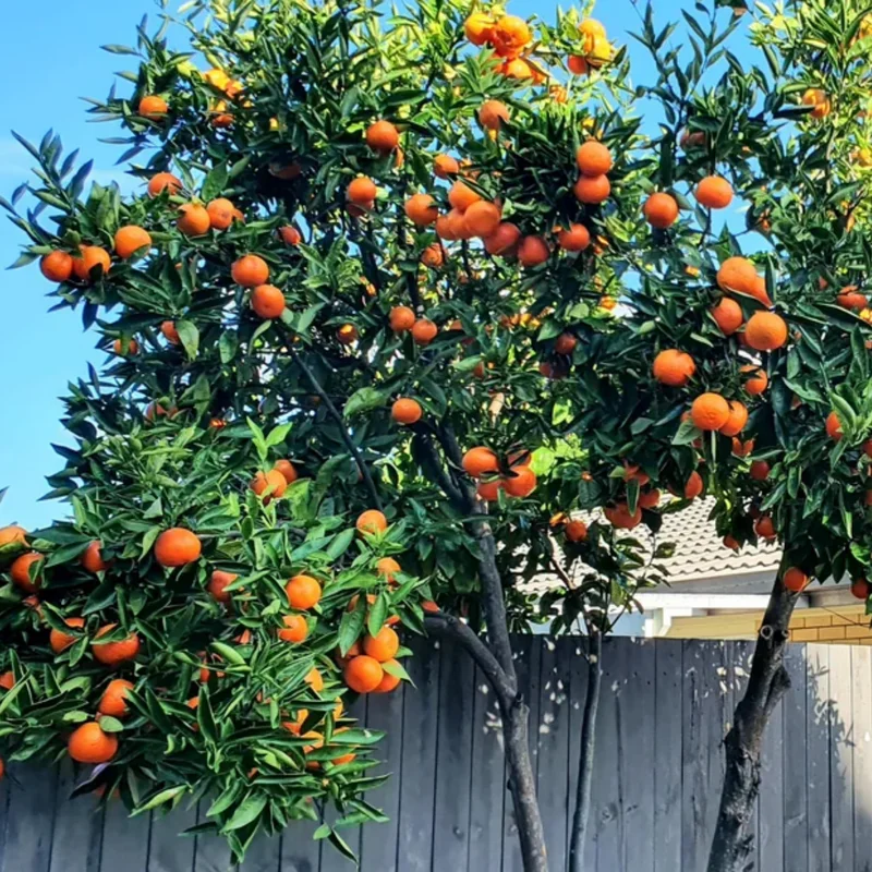 Tangerine Tree Live, Tangerine Plant, Live Sweet Tangerine Tree, Grafted Citrus Tree 2 To 3 Feet Tall, 1 Gallon Potted