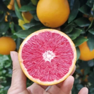 Navel Orange Tree, Live Grafted Red Navel Orange Tree, 2 Feet Tall In 1 Gallon Pot