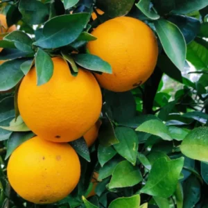 Navel Orange Tree, Live Grafted Red Navel Orange Tree, 2 Feet Tall In 1 Gallon Pot