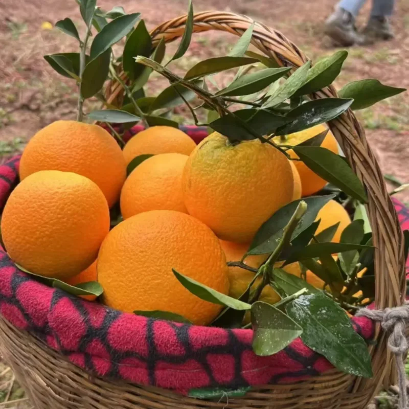 Navel Orange Tree, Live Grafted Red Navel Orange Tree, 2 Feet Tall In 1 Gallon Pot