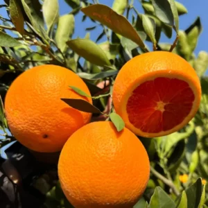 Navel Orange Tree, Live Grafted Red Navel Orange Tree, 2 Feet Tall In 1 Gallon Pot