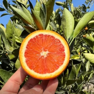 Navel Orange Tree, Live Grafted Red Navel Orange Tree, 2 Feet Tall In 1 Gallon Pot