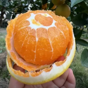 Navel Orange Tree Live Plant, Grafted Navel Orange Tree - 2 Feet Tall In 1 Gallon Pot