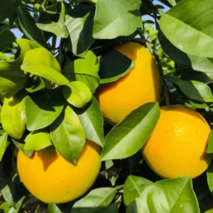 Navel Orange Tree Live Plant, Grafted Navel Orange Tree - 2 Feet Tall In 1 Gallon Pot