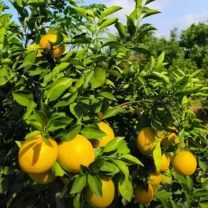 Navel Orange Tree Live Plant, Grafted Navel Orange Tree - 2 Feet Tall In 1 Gallon Pot