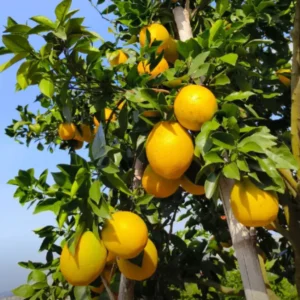 Navel Orange Tree Live Plant, Grafted Navel Orange Tree - 2 Feet Tall In 1 Gallon Pot