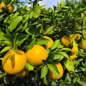 Navel Orange Tree Live Plant, Grafted Navel Orange Tree - 2 Feet Tall In 1 Gallon Pot