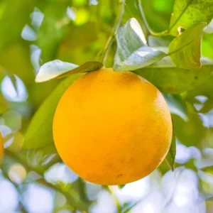 Valencia Orange Tree, Valencia Orange Tree Live Plant, Grafted Valencia Orange Tree 1 Gallon Potted, 2 Feet Tall