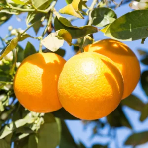 Valencia Orange Tree, Valencia Orange Tree Live Plant, Grafted Valencia Orange Tree 1 Gallon Potted, 2 Feet Tall