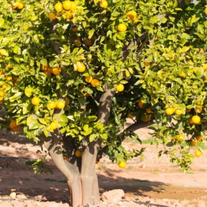 Valencia Orange Tree, Valencia Orange Tree Live Plant, Grafted Valencia Orange Tree 1 Gallon Potted, 2 Feet Tall