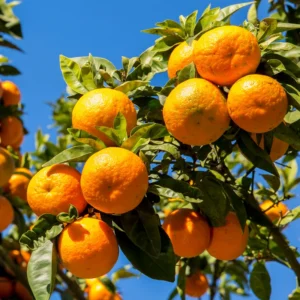 Orange Tree, Orange Fruit Tree, Live Orange Tree From 2 To 3 Feet Tall in 1 Gallon Pot, Miniature Orange Tree