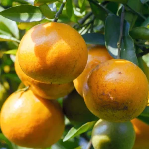 Orange Tree, Orange Fruit Tree, Live Orange Tree From 2 To 3 Feet Tall in 1 Gallon Pot, Miniature Orange Tree