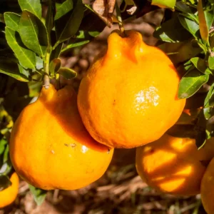 Orange Tree, Live Grafted Minneola Orange Tree - Live Orange Fruit Tree 3 Feet Tall In Gallon Pot