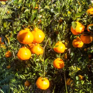 Orange Tree, Live Grafted Minneola Orange Tree - Live Orange Fruit Tree 3 Feet Tall In Gallon Pot