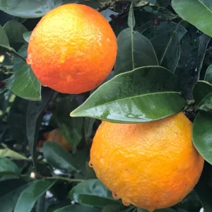 Orange Tree, Orange Fruit Tree, Live Orange Tree From 2 To 3 Feet Tall in 1 Gallon Pot, Miniature Orange Tree